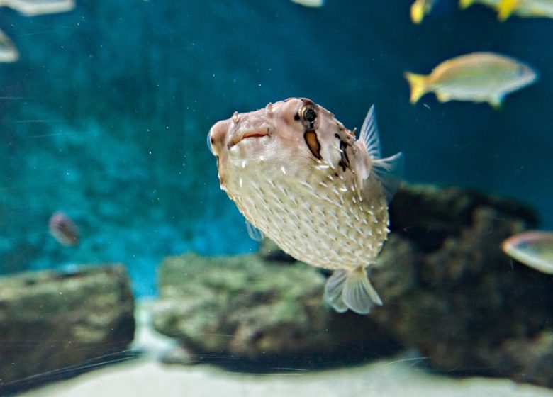 Aquarium de Vendée